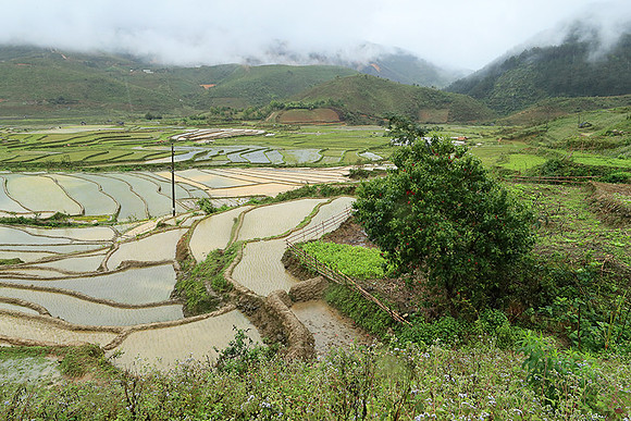 Paddy fields - North Vietnam