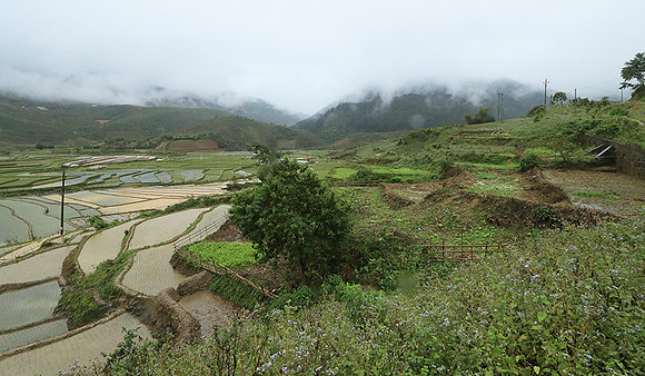 Paddy fields - North Vietnam