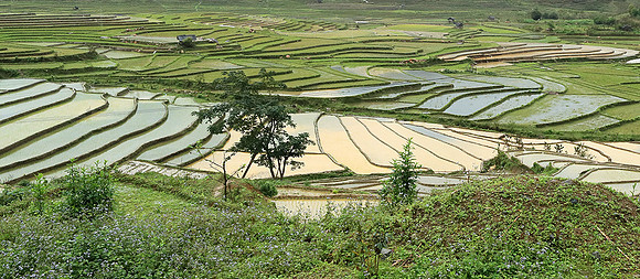 Paddy fields - North Vietnam