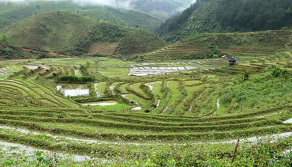 Paddy fields - North Vietnam