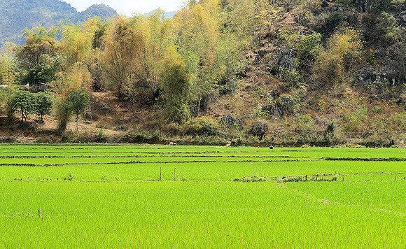 Paddy fields - North Vietnam