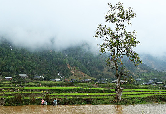 Paddy fields - North Vietnam