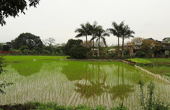 Landscape near Hanoï