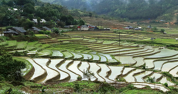 Paddy fields - North Vietnam