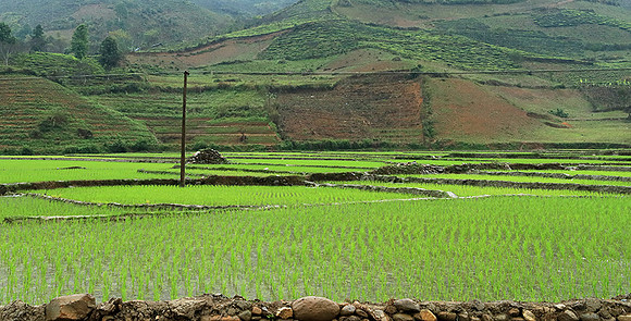 Paddy fields - North Vietnam