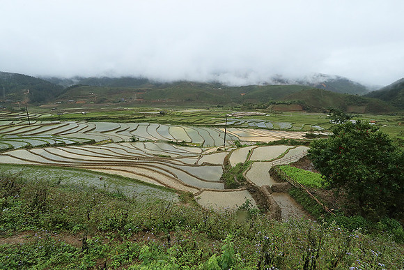 Paddy fields - North Vietnam