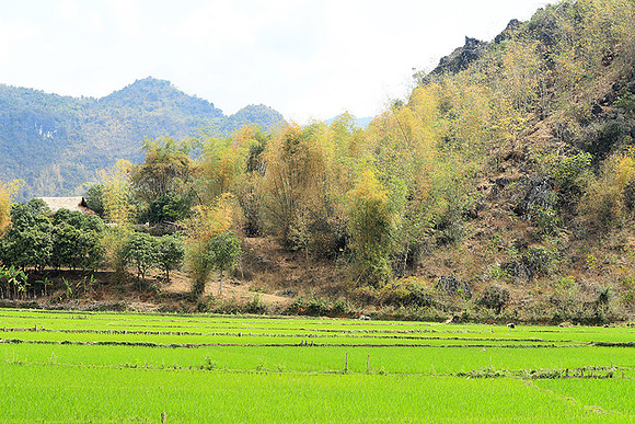 Paddy fields - North Vietnam