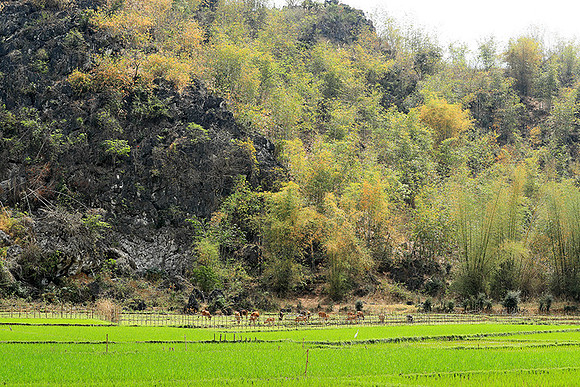 Paddy fields - North Vietnam