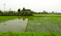 Landscape near Hanoï