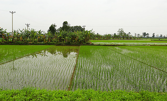 Landscape near Hanoï