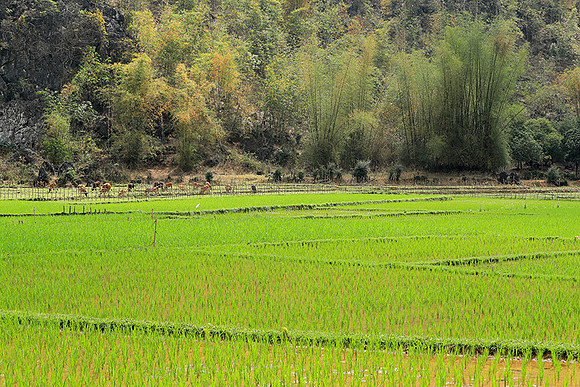 Paddy fields - North Vietnam