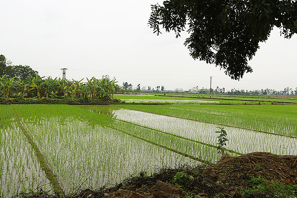 Landscape near Hanoï