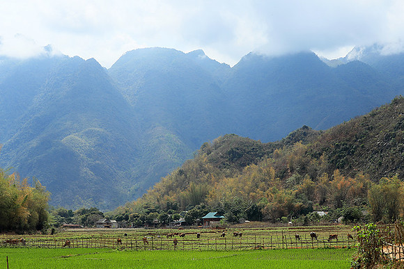 Paddy fields - North Vietnam