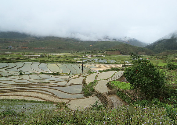 Paddy fields - North Vietnam