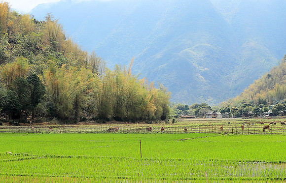 Paddy fields - North Vietnam