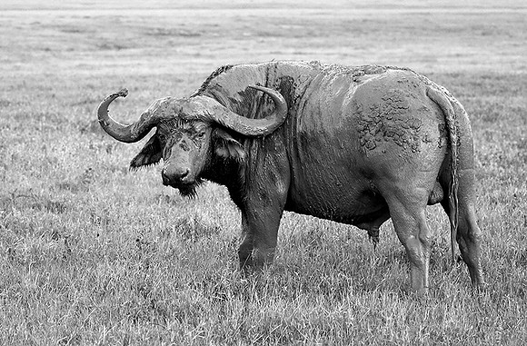 Tanzania - Crater of Ngorongoro : buffalo