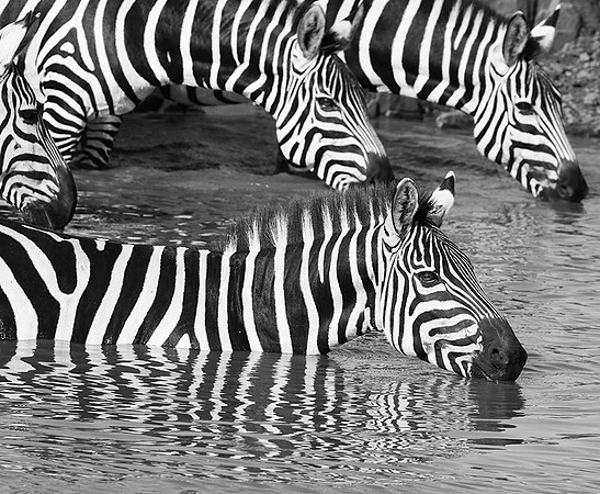 Serengeti