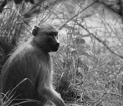 Tanzania - Mahale : yellow baboon (babouin doré)