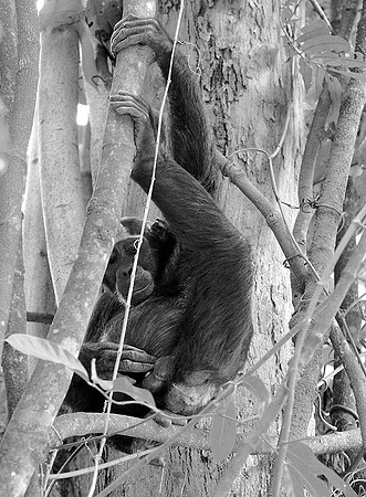 Tanzania - Mahale : chimpanze