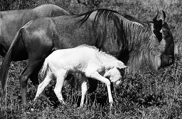 Wildebeests - Serengeti NP