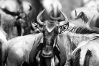 Wildebeest - Serengeti NP