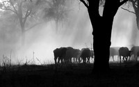 Buffalos - Ruaha NP
