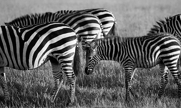 Tanzania - Ngorongoro : zebras