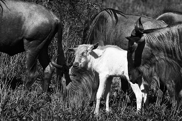 Wildebeests - Serengeti NP