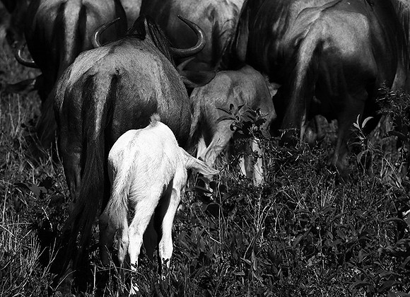 Wildebeests - Serengeti NP