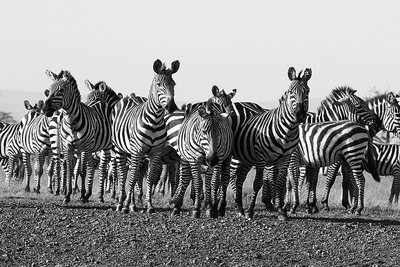 Serengeti