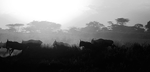 Tanzania - Serengeti : wildbeests crossing (gnous)