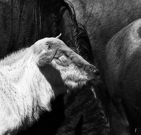 Wildebeests - Serengeti NP