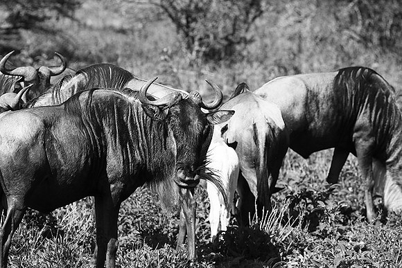 Wildebeest - Serengeti NP
