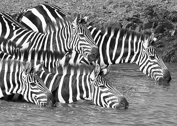 Serengeti