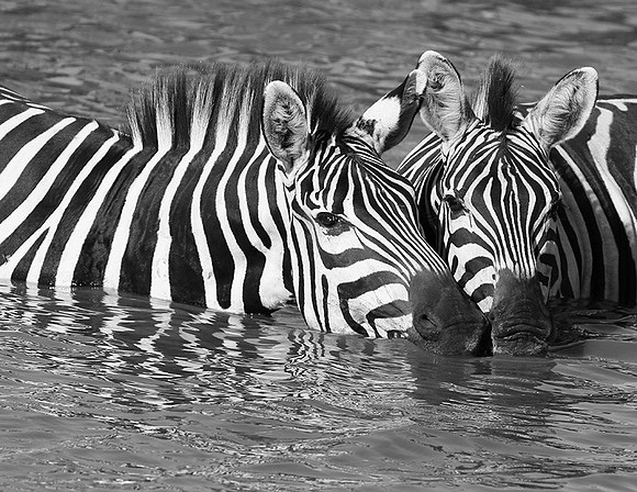 Serengeti
