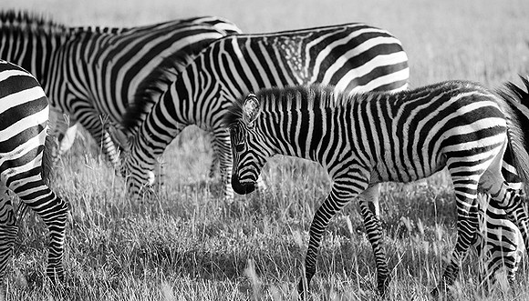 Tanzania - Ngorongoro : zebras