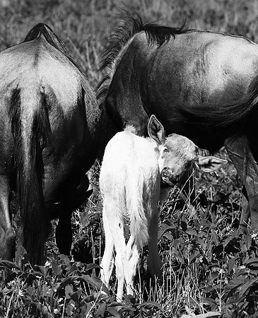 Wildebeests - Serengeti NP