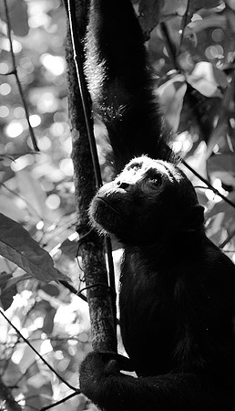 Tanzania - Mahale : chimpanze