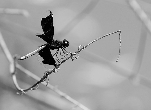 Tanzania - Mahale : dragonfly (libellule)