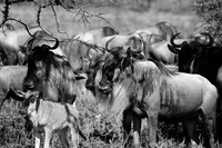 Wildebeest - Serengeti NP