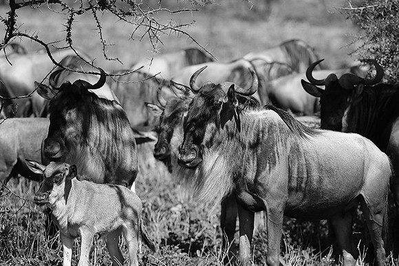 Wildebeest - Serengeti NP