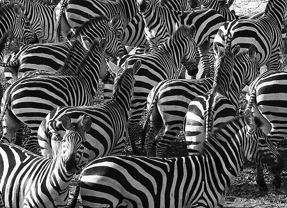 Serengeti
