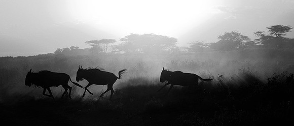 Tanzania - Serengeti : wildbeests crossing (gnous)