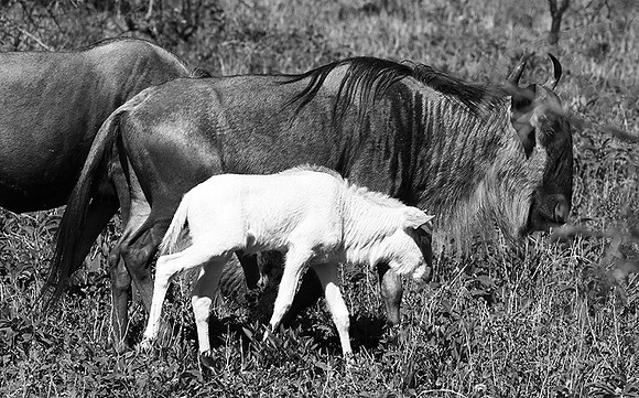 Wildebeests - Serengeti NP