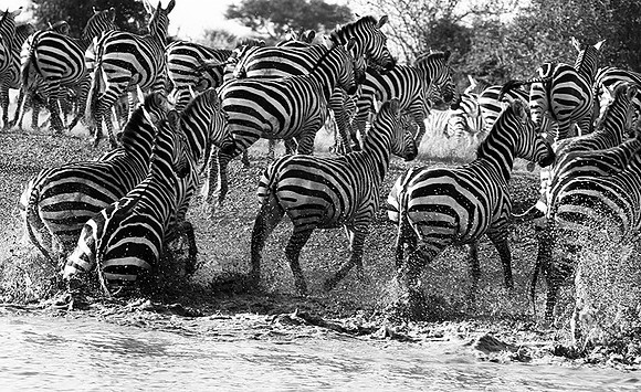 Serengeti