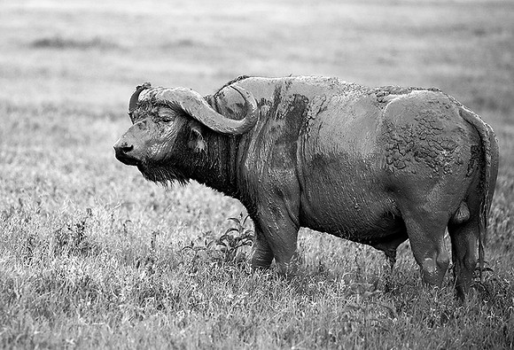 Tanzania - Crater of Ngorongoro : buffalo