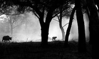 Buffalos - Ruaha NP