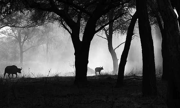 Buffalos - Ruaha NP
