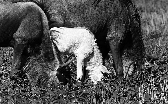 Wildebeests - Serengeti NP