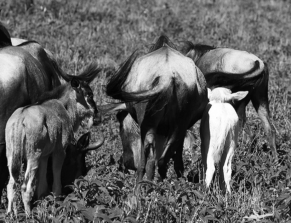 Wildebeests - Serengeti NP